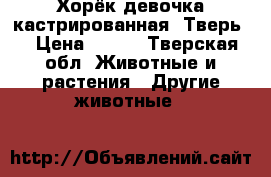 Хорёк девочка кастрированная. Тверь  › Цена ­ 350 - Тверская обл. Животные и растения » Другие животные   